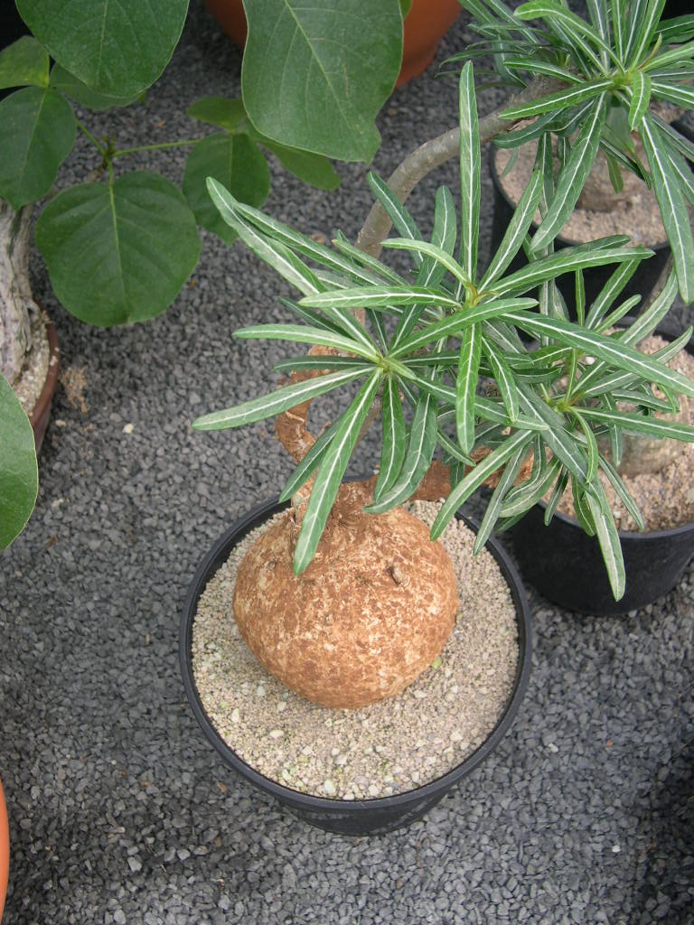 adenium somalense.JPG